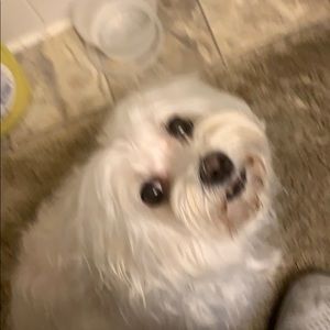 Meet your Posher, Trinh